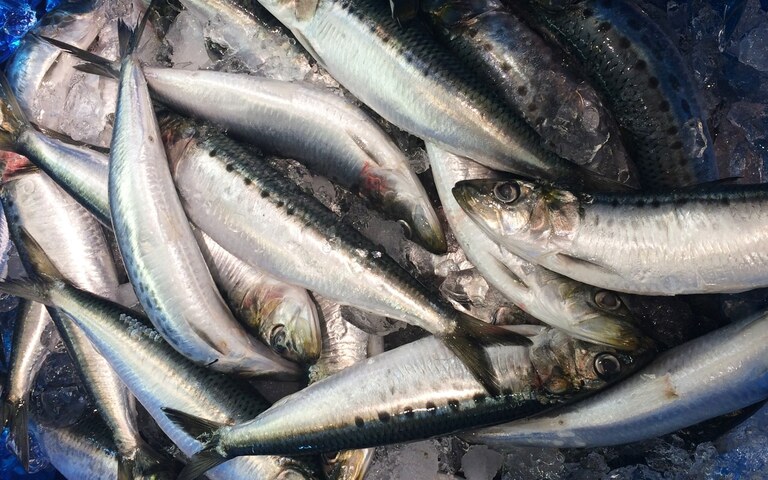 sardines-1576207.jpg