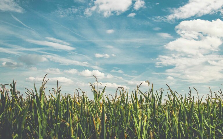 Stimmungsbild zum Thema Nachhaltigkeit. Maisfeld mit blauem Himmel und Wolken.